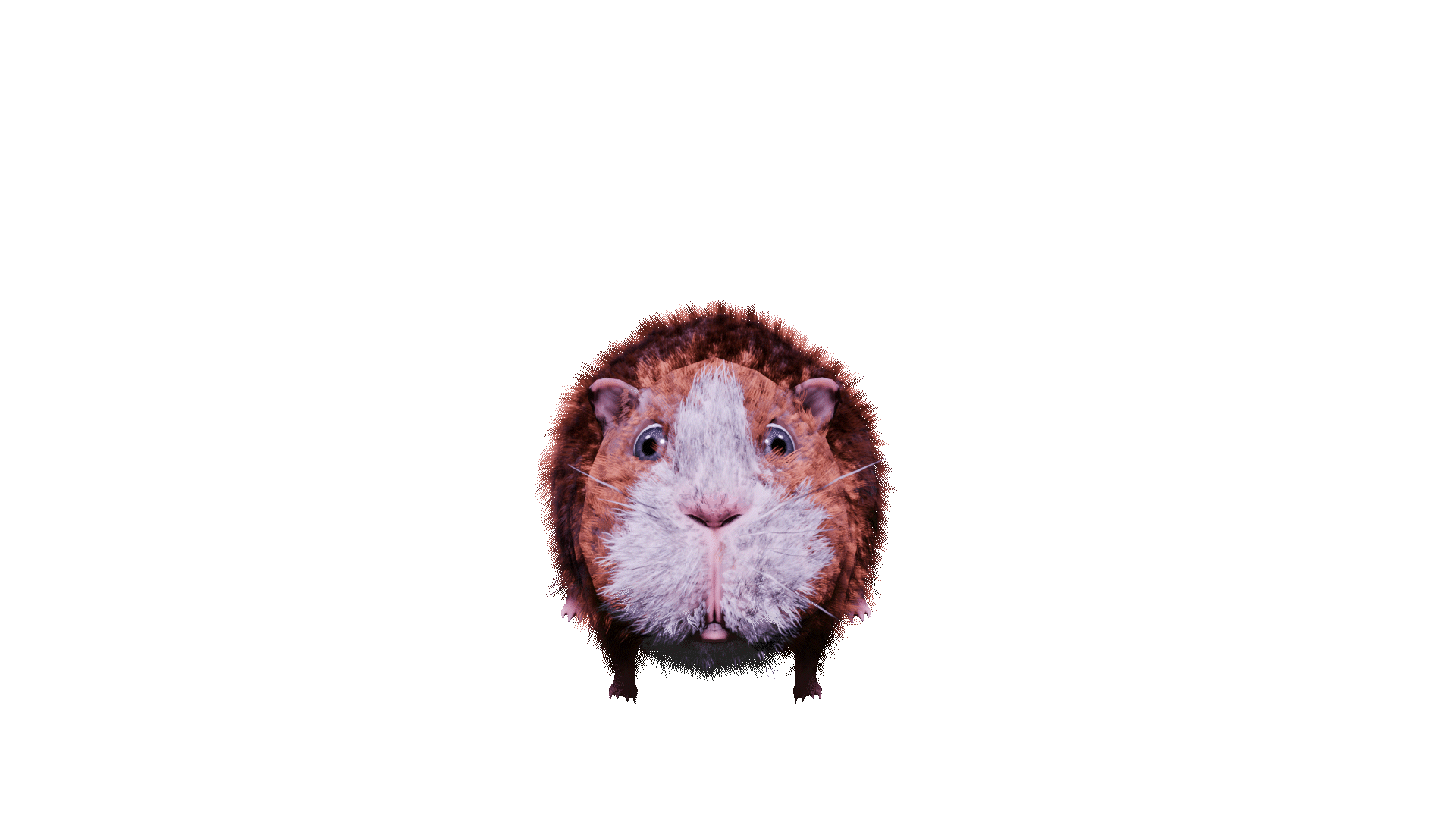 Guinea Pig